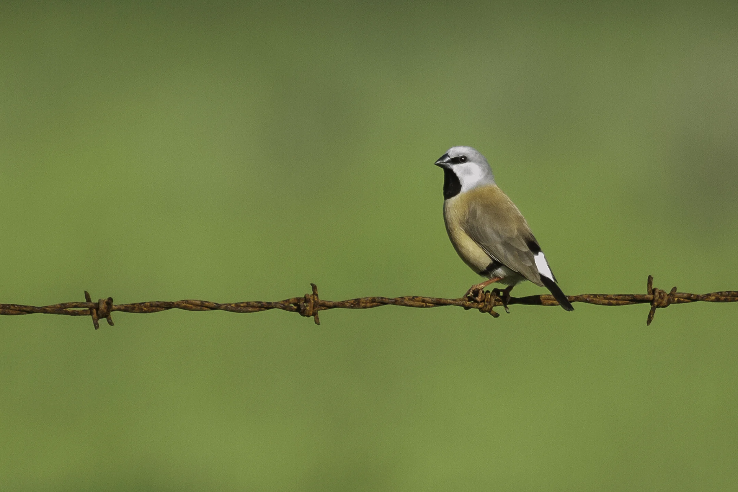 Black-throated Finch.jpeg