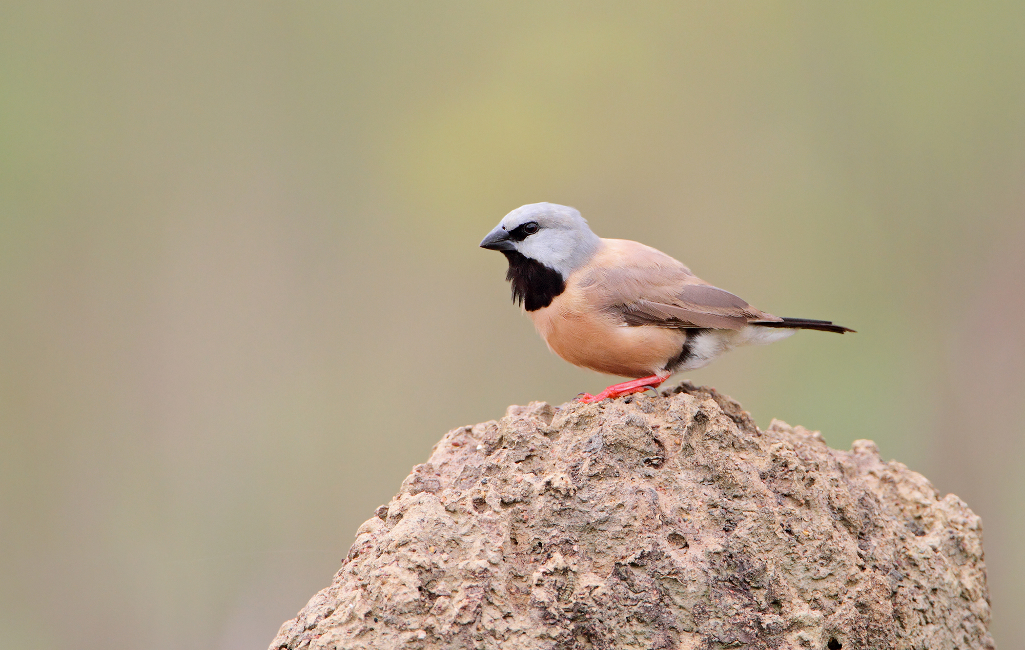 Black-throated Finch 2.jpeg