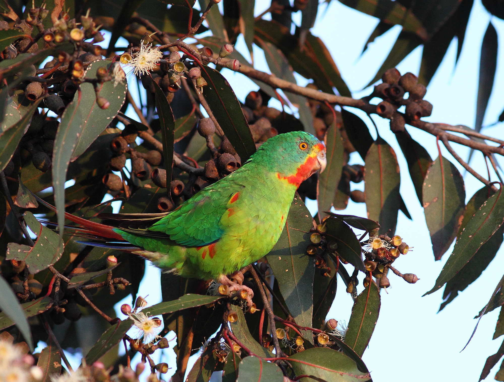 swift parrot.jpeg