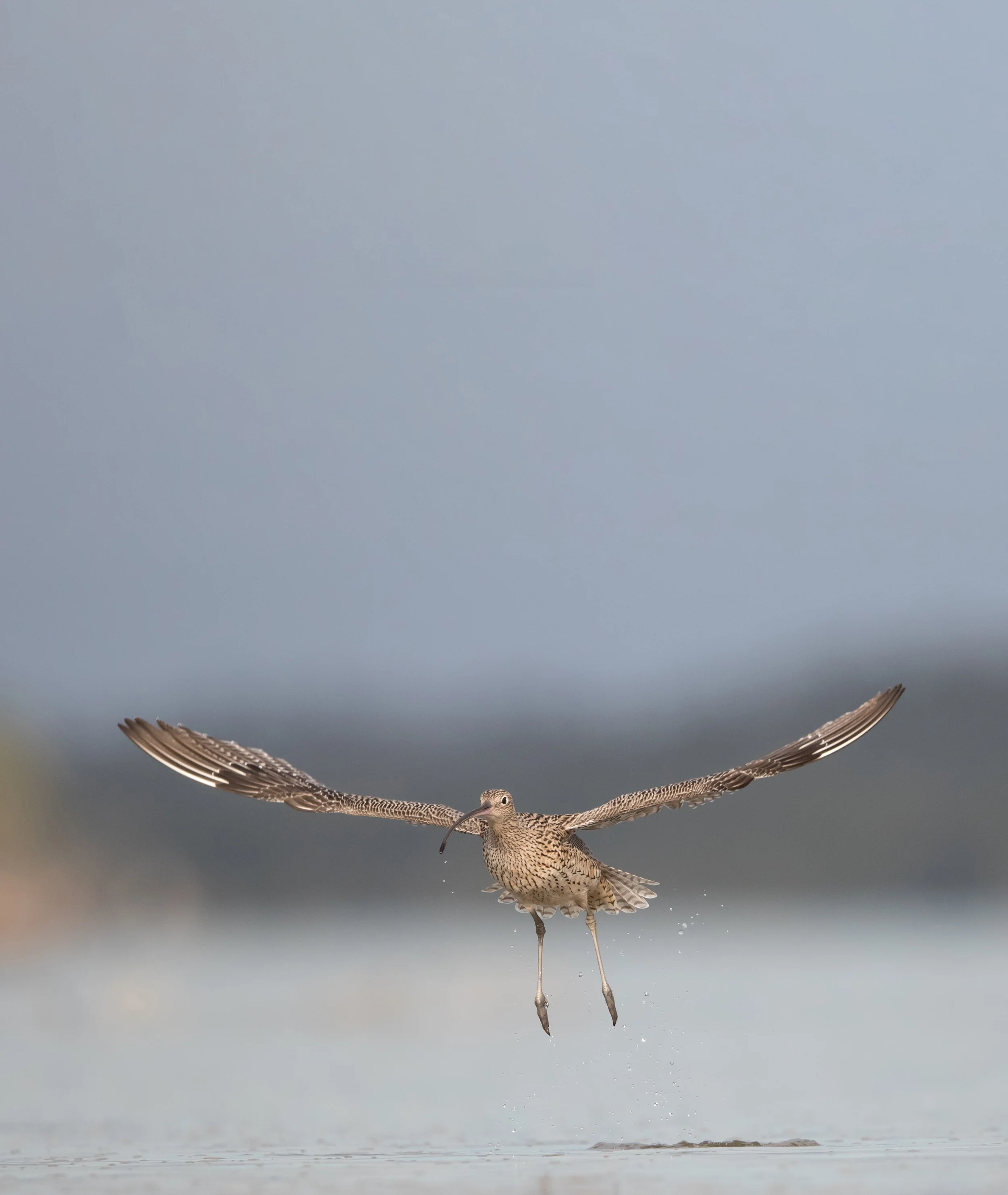 Eastern Curlew by Simon BlanchFlower - edited - small.jpg