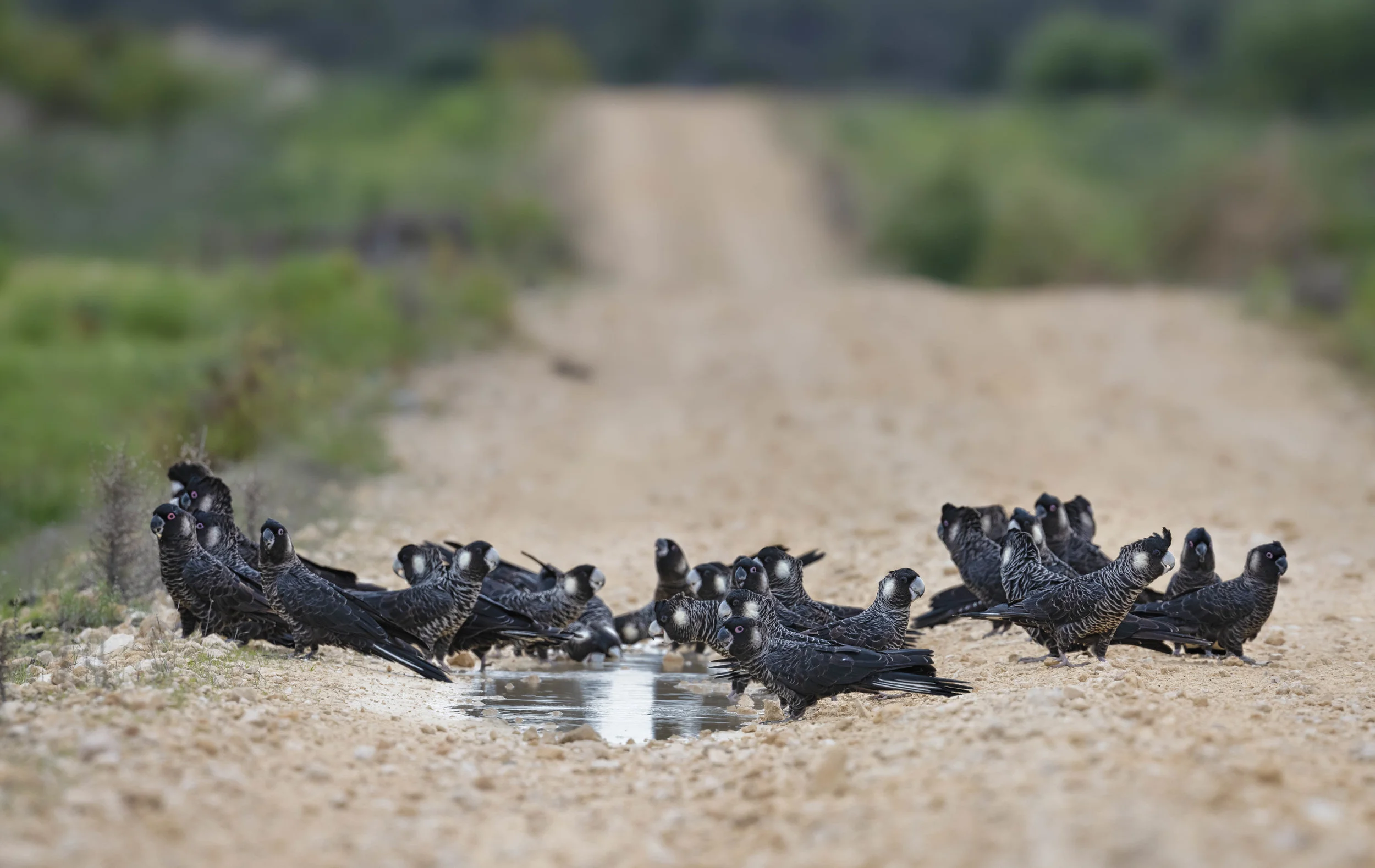 Carnaby Black Cockatoos, Country Roads by Tim Nillipogu.jpg