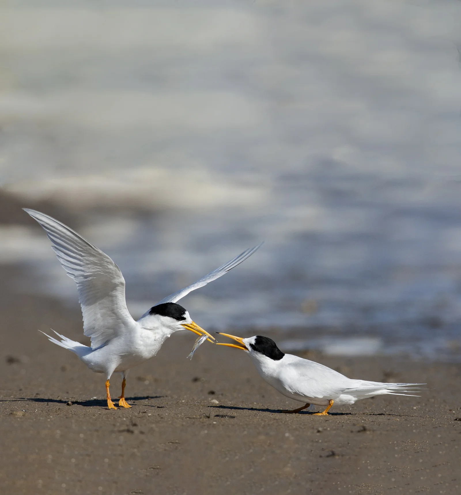 Pam Osborn fairt tern - edited.jpg