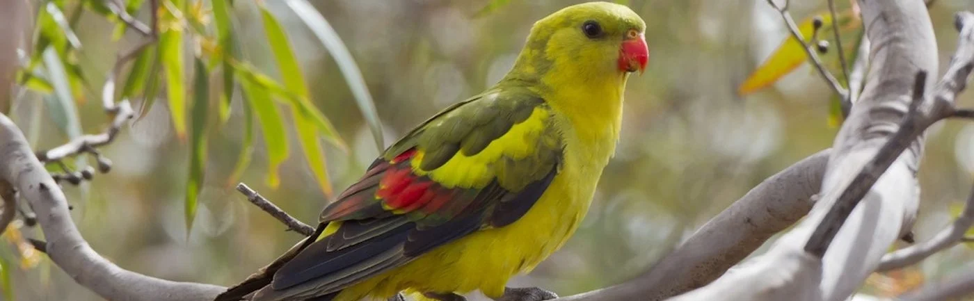 Regent+Parrot_John+Barkla.jpg