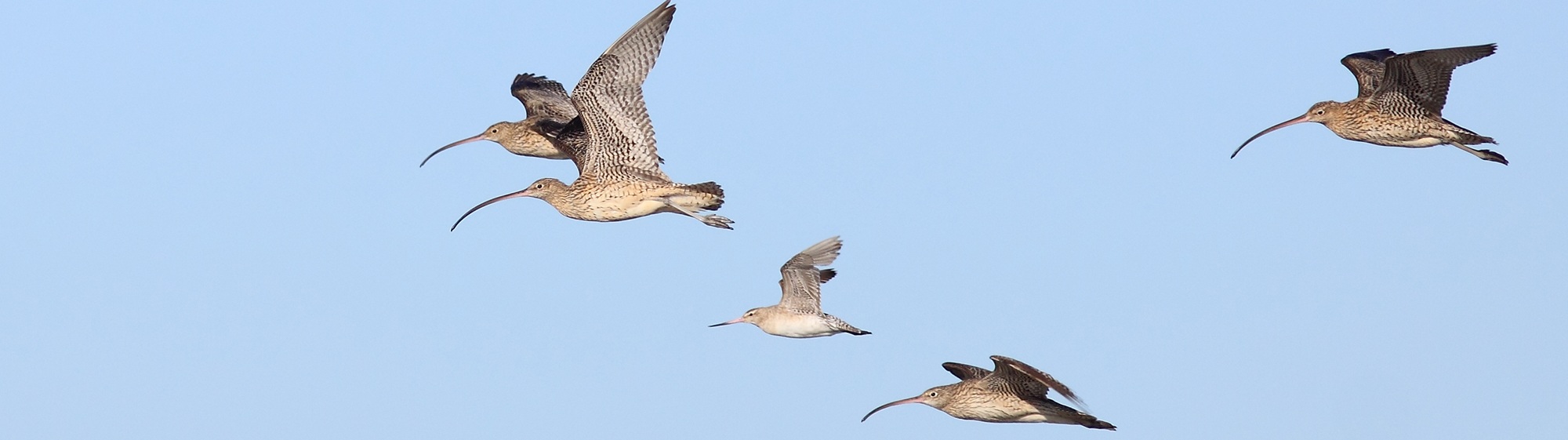 Eastern+Curlew_AS+-+to+edit+for+web.jpg