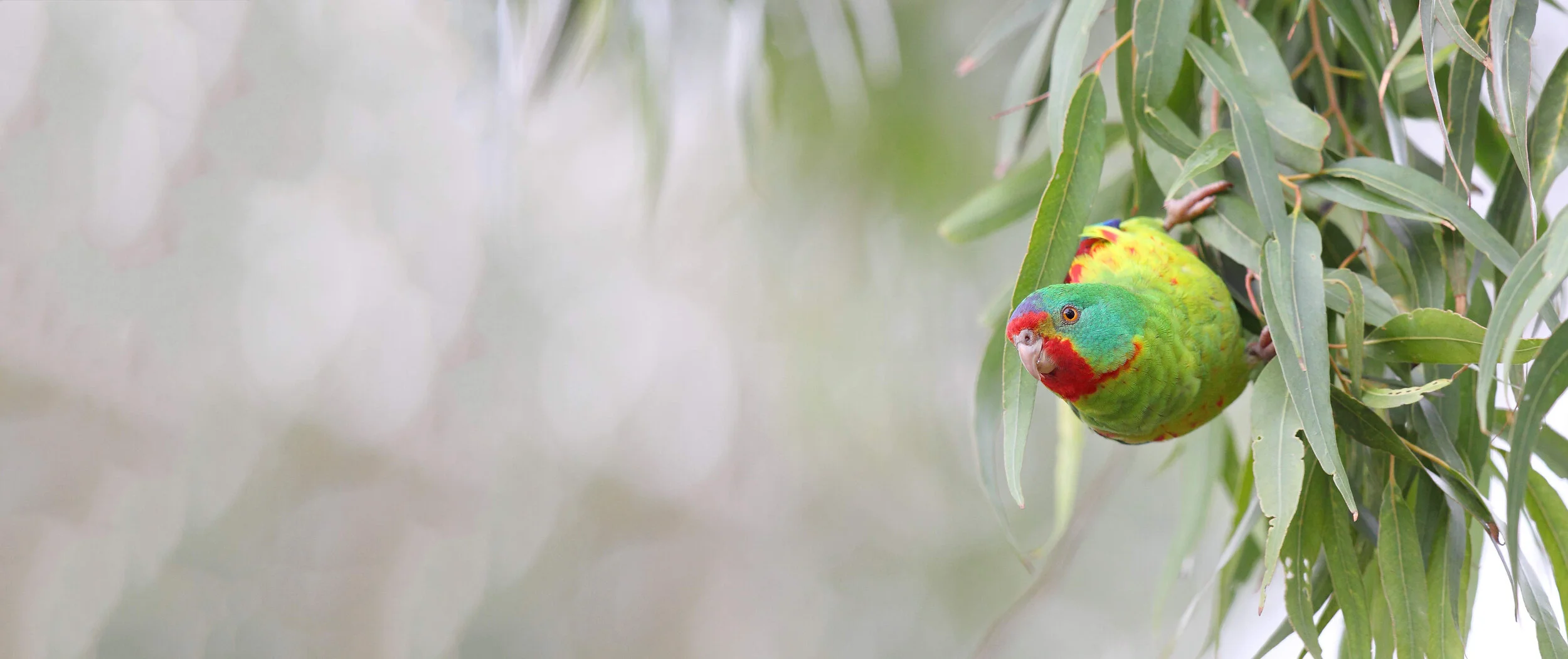 Swift Parrot 9065 HR - to edit.jpg