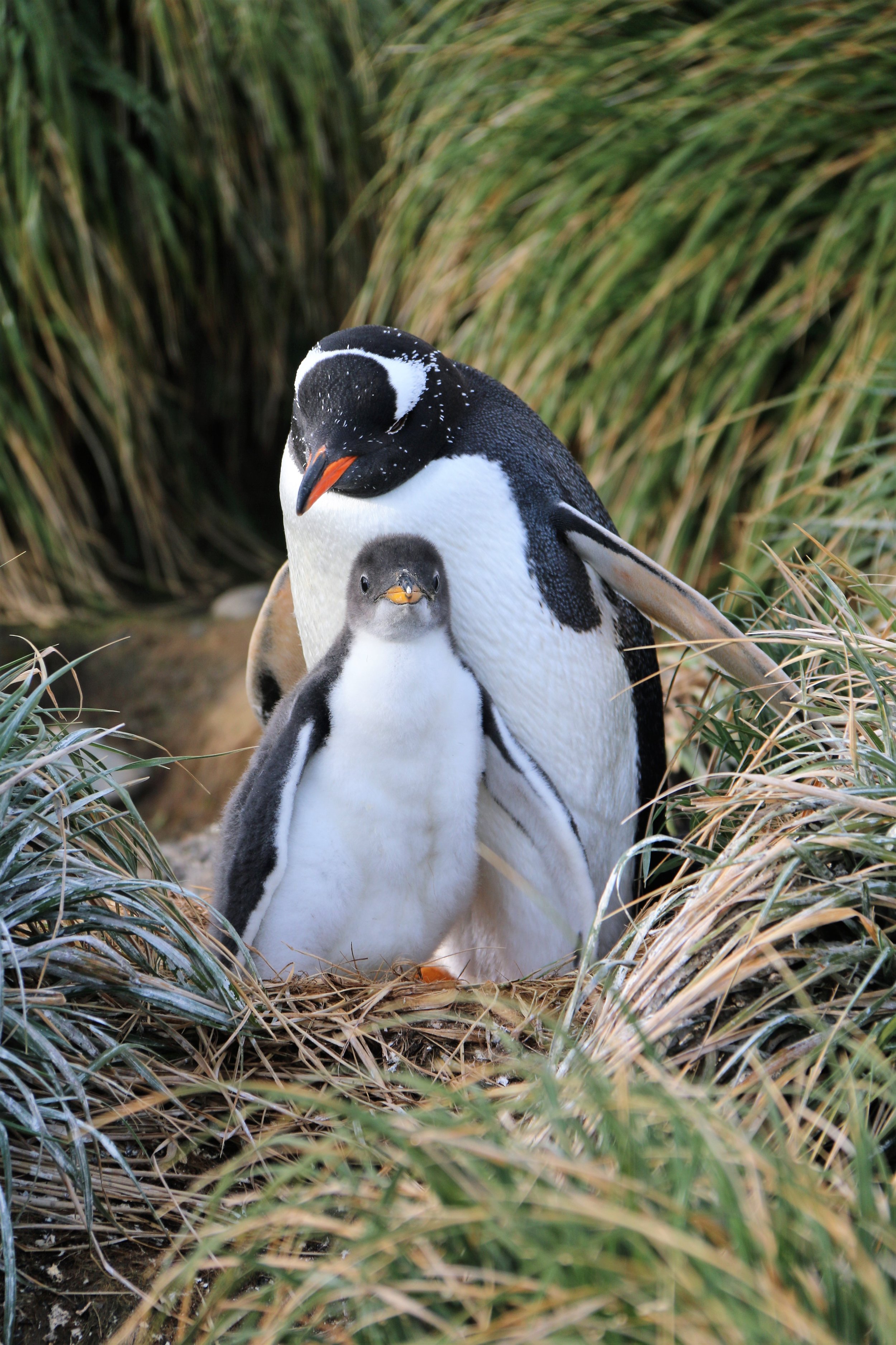 Gentoo Penguin and chick by Benjamin Bogusz