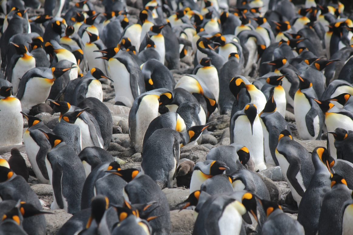 King Penguin breeding colony by Emily Mowat