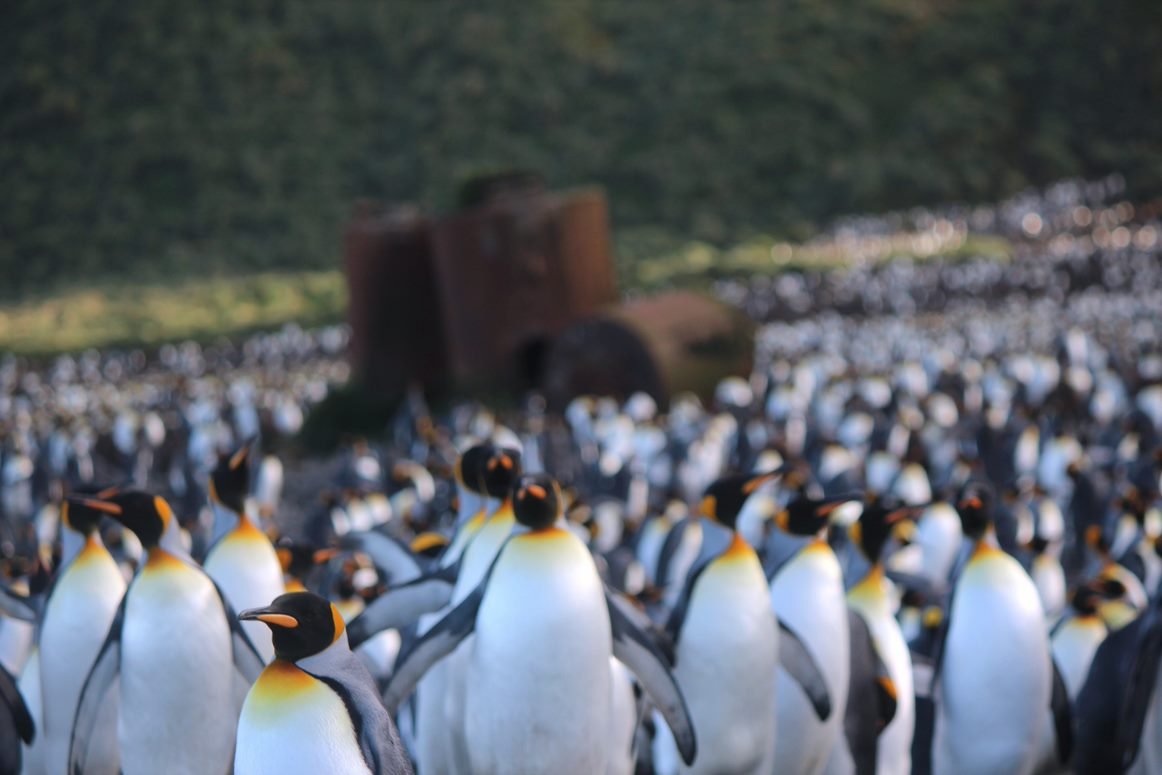 King Penguin colony by Emily Mowat