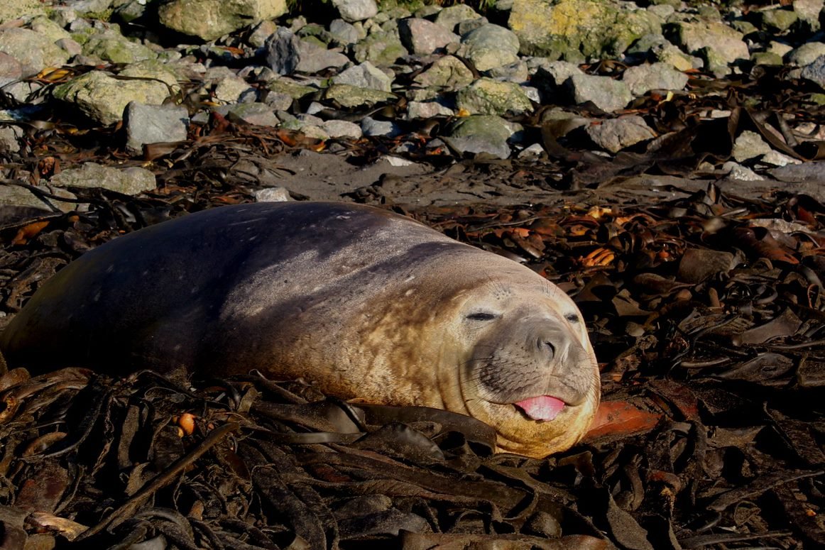 Southern Elephant Seal by Emily Mowat