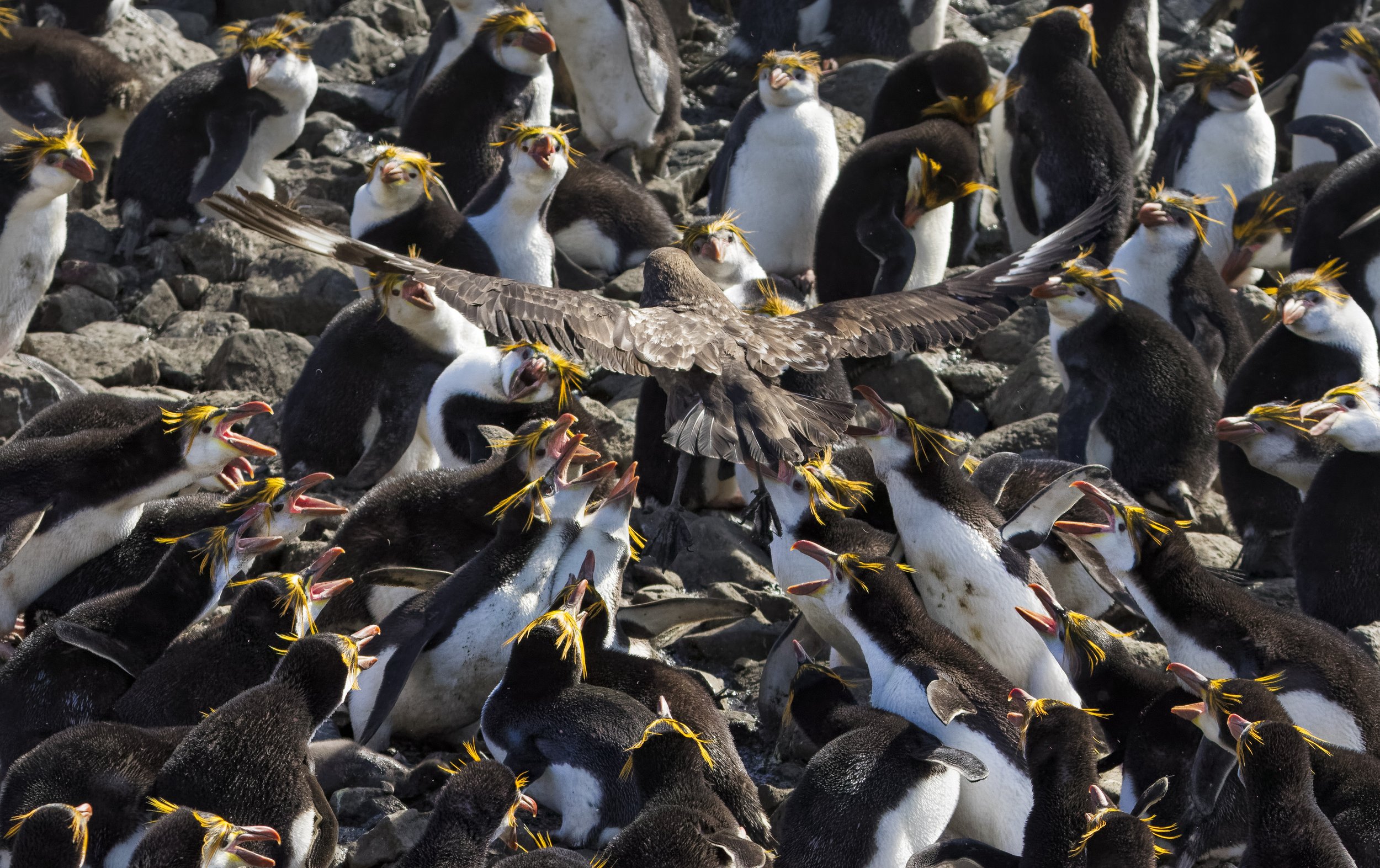 Royal Penguin colony and Brown Skua by Brian Jones