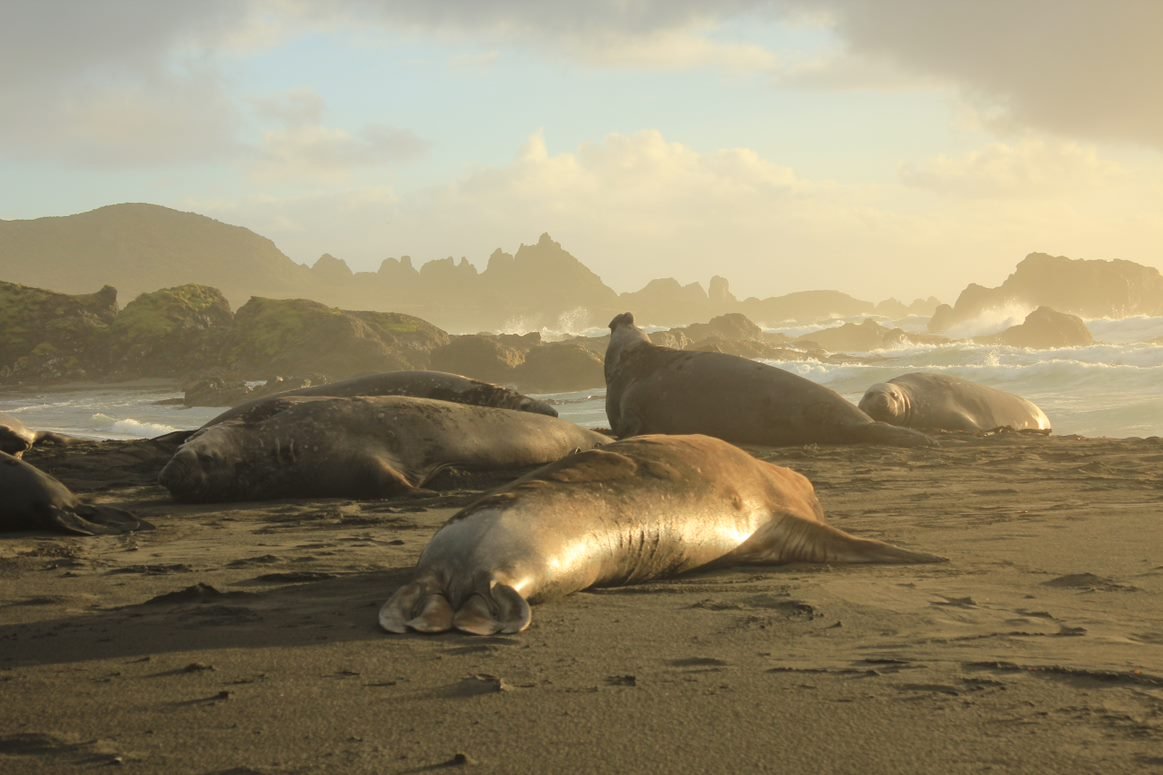 Southern Elephant Seals by Emily Mowat