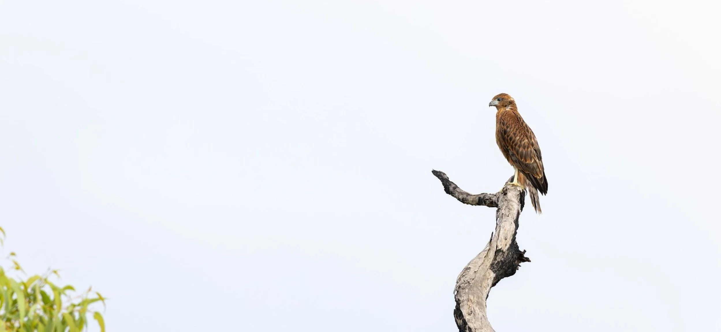 Red%2BGoshawk%2B%2528juvenile%2529%252C%2BLuke%2BPaterson%2B-%2BNT%2BBird%2BSpecialists.jpg