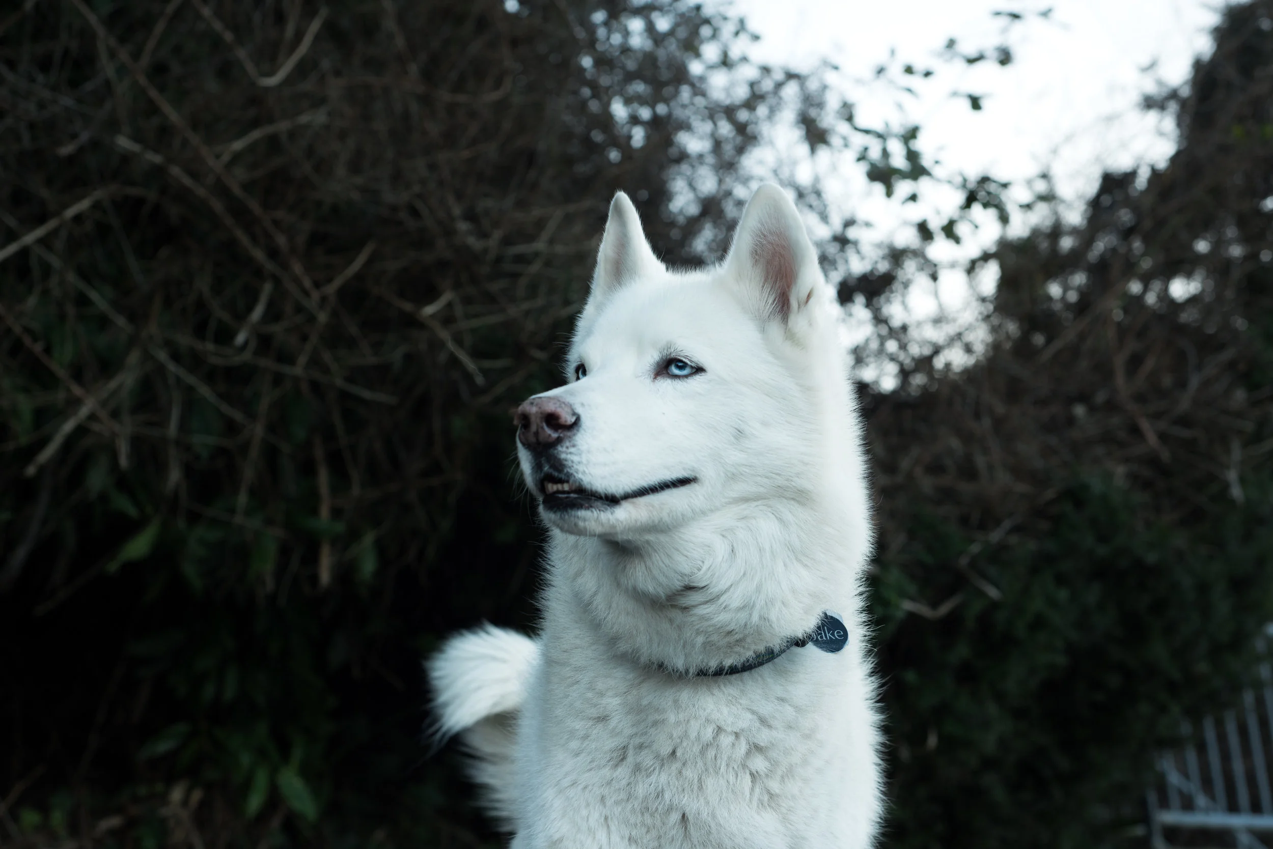 jake (1 of 1).jpg