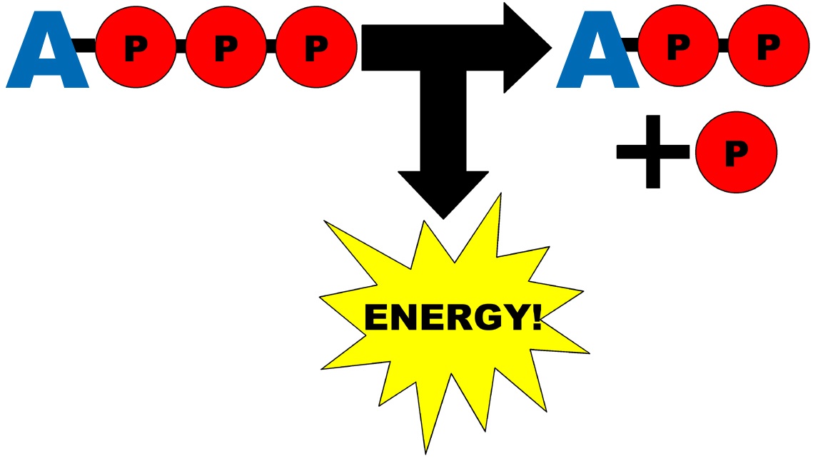 how caffeine works