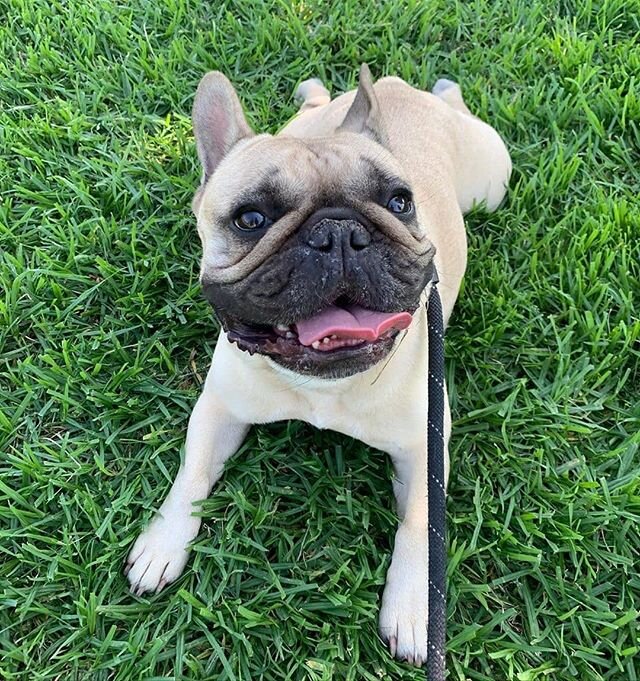 👅 TONGUES OUT TUESDAY⠀
Featuring the hansdome Floyd. ⠀
⠀
Photo credit: @windsorwalkies⠀
​⠀
​#dogsofmelbourne #melbournedogsofinsta #pugsofmelbourne⠀
​.⠀
​​. ⠀
​. ⠀
​. ⠀
​. ⠀
​#mansbest #localssupportinglocals #shoplocal #australianmade #premiumdogfo