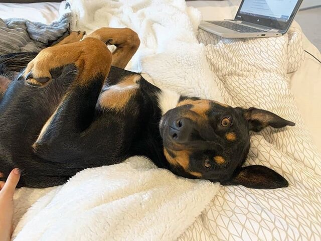 💘 SATURDAY FEELS⠀
Hey. I'm just a kelpie, lying here looking adorable.⠀
⠀
#kelpiesofmelbourne #kelpiesofinstagram #kelpiesofaustralia #dogsofmelbourne⠀
⠀
Photo credit: @bear_the_rescue_kelpie⠀
.⠀
.⠀
.⠀
.⠀
#mansbest #localssupportinglocals #shoplocal