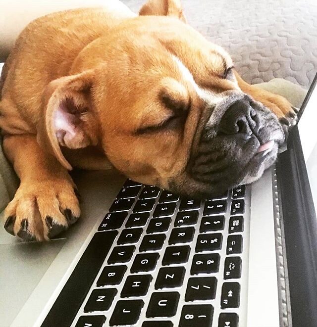 🧑&zwj;💻 🐾 TAKE YOUR DOG TO WORK DAY⠀
For those of us lucky enough to be able to go into the office, today is the best day furrrr-real. ⠀
​⠀
Photo credit: @gretchendelight​⠀
​⠀
#takeyourdogtowork #bulldog #flatnosedogsociety #squishyfacecrew #bulld