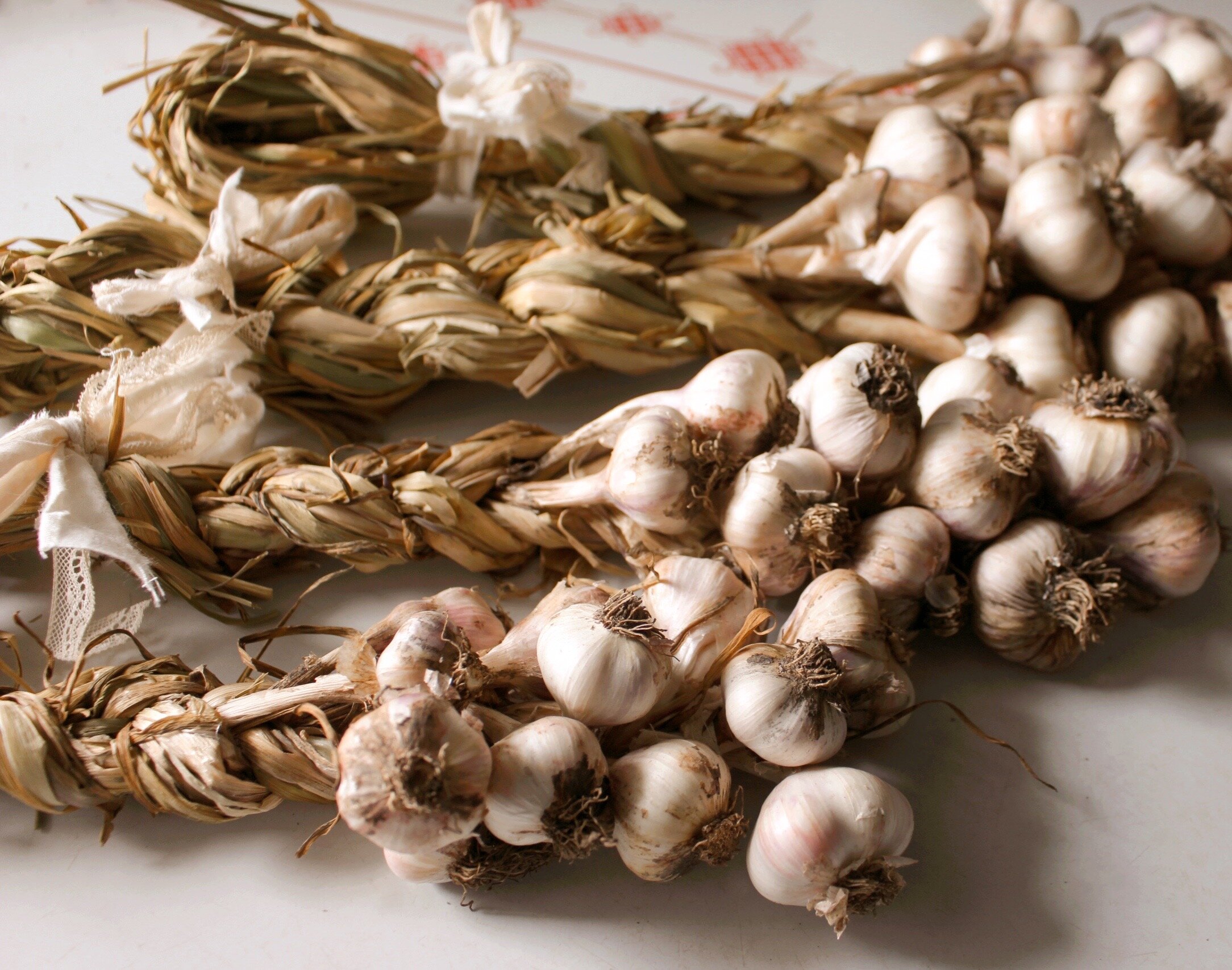 softneck garlic harvest — Sweet Sparrow