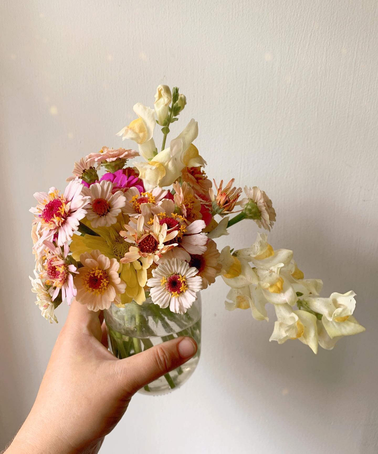 We&rsquo;re supposed to have thunderstorms all weekend starting this afternoon&mdash; so I brought in some of this morning&rsquo;s sunshine.  These are mostly from @floretflower seeds. Now I&rsquo;m going to settle in with some knitting (I&rsquo;m fi