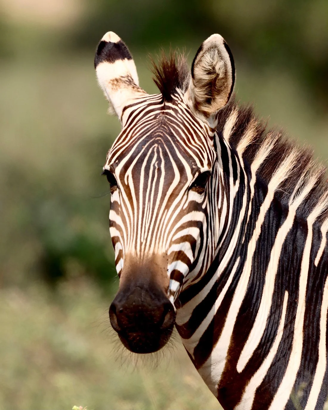 Zebra frontal.jpg