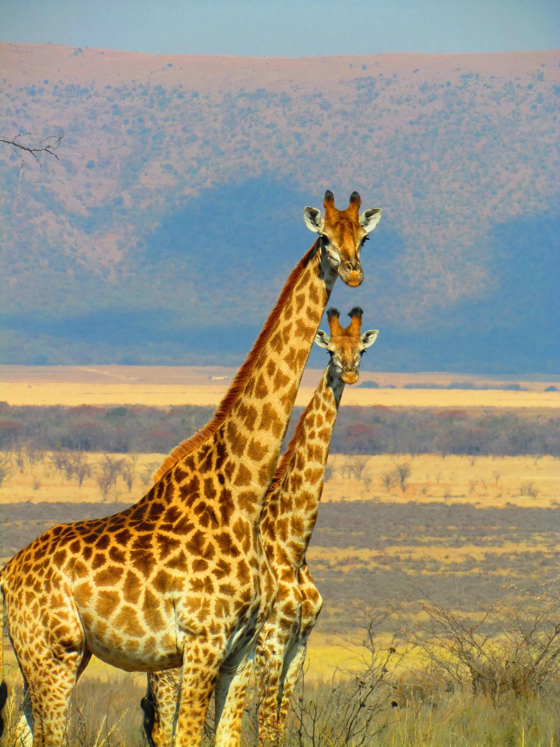 giraffe.jpg