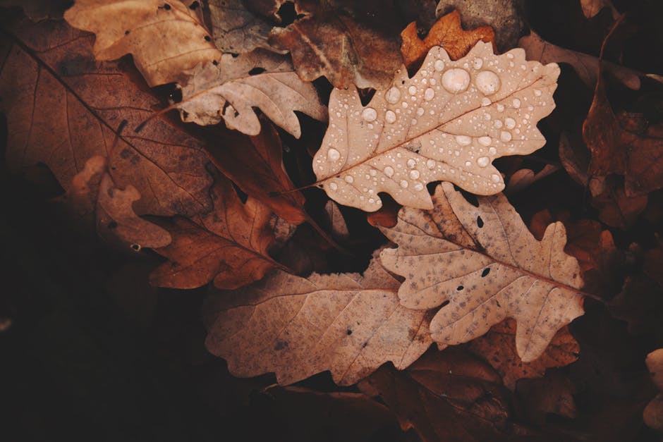 wet brown leaves.jpeg
