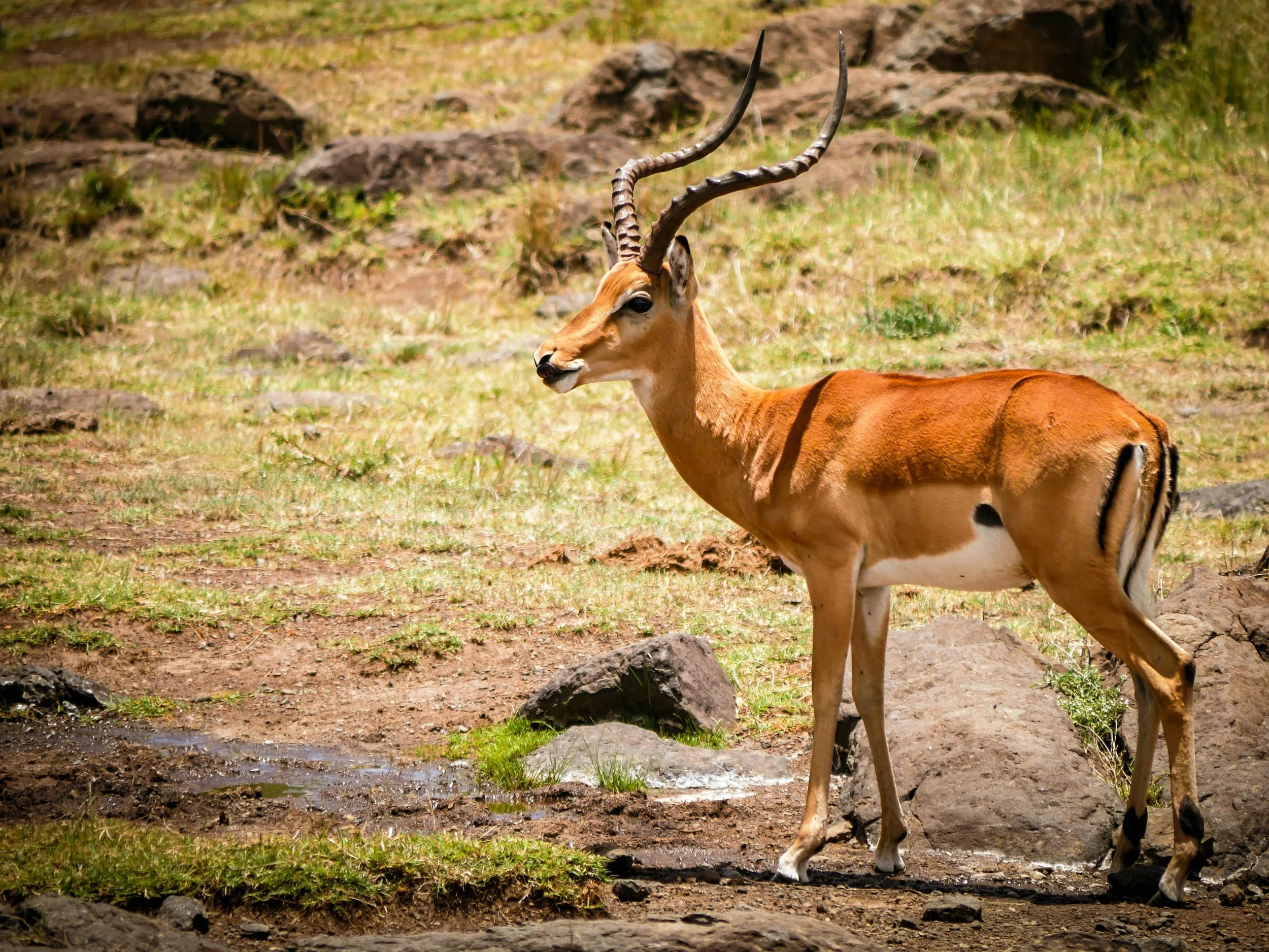 Gazelle or antelope.jpg