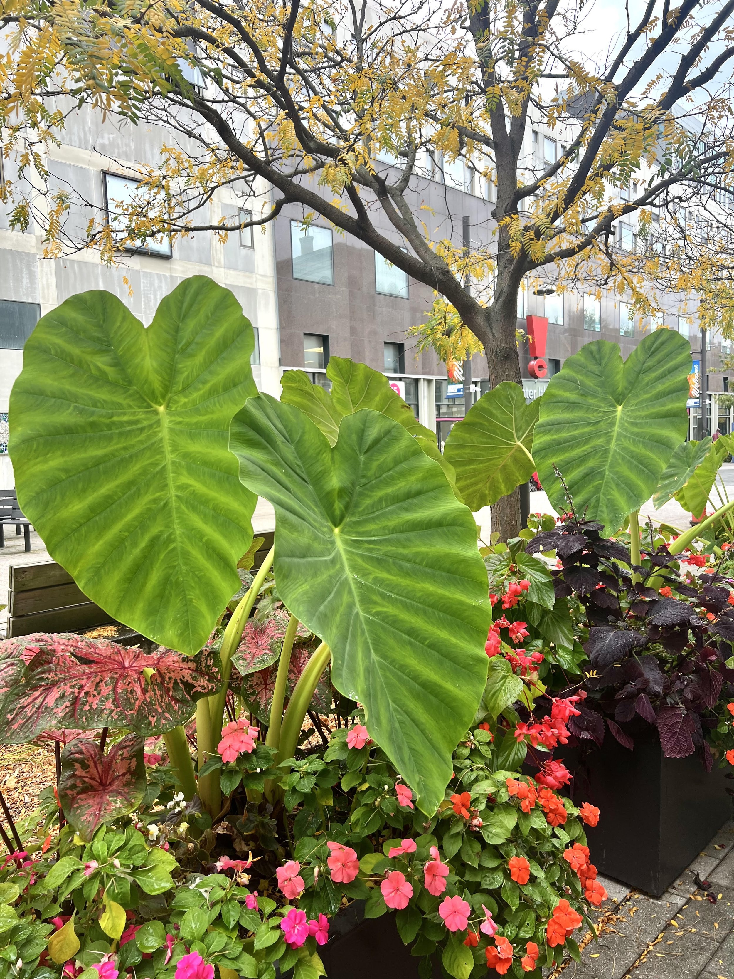 Elephant ear plants.jpg