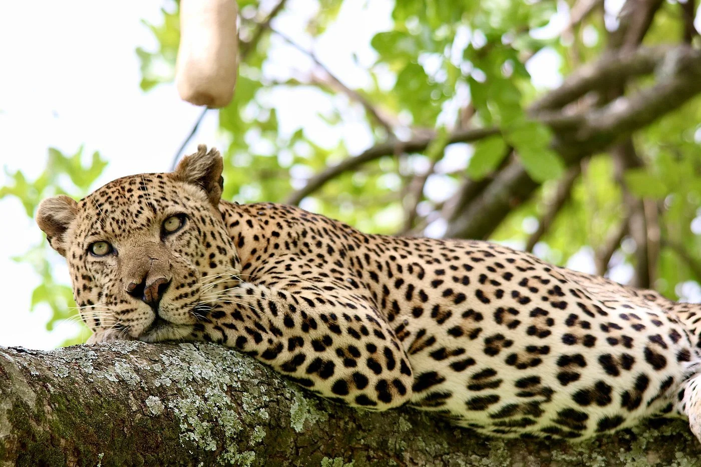 Cheetah at rest.jpg