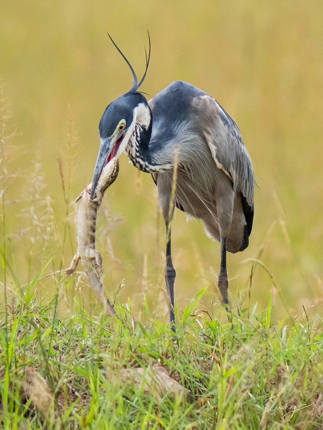 Bird preying on lizard.jpg