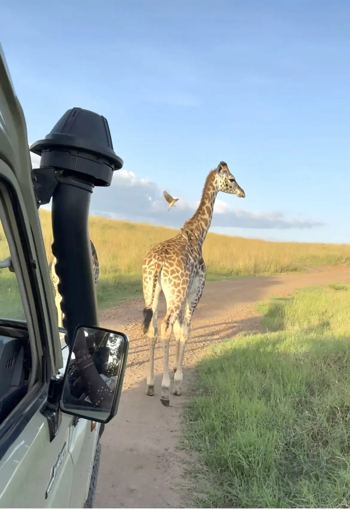 Giraffe.jpg