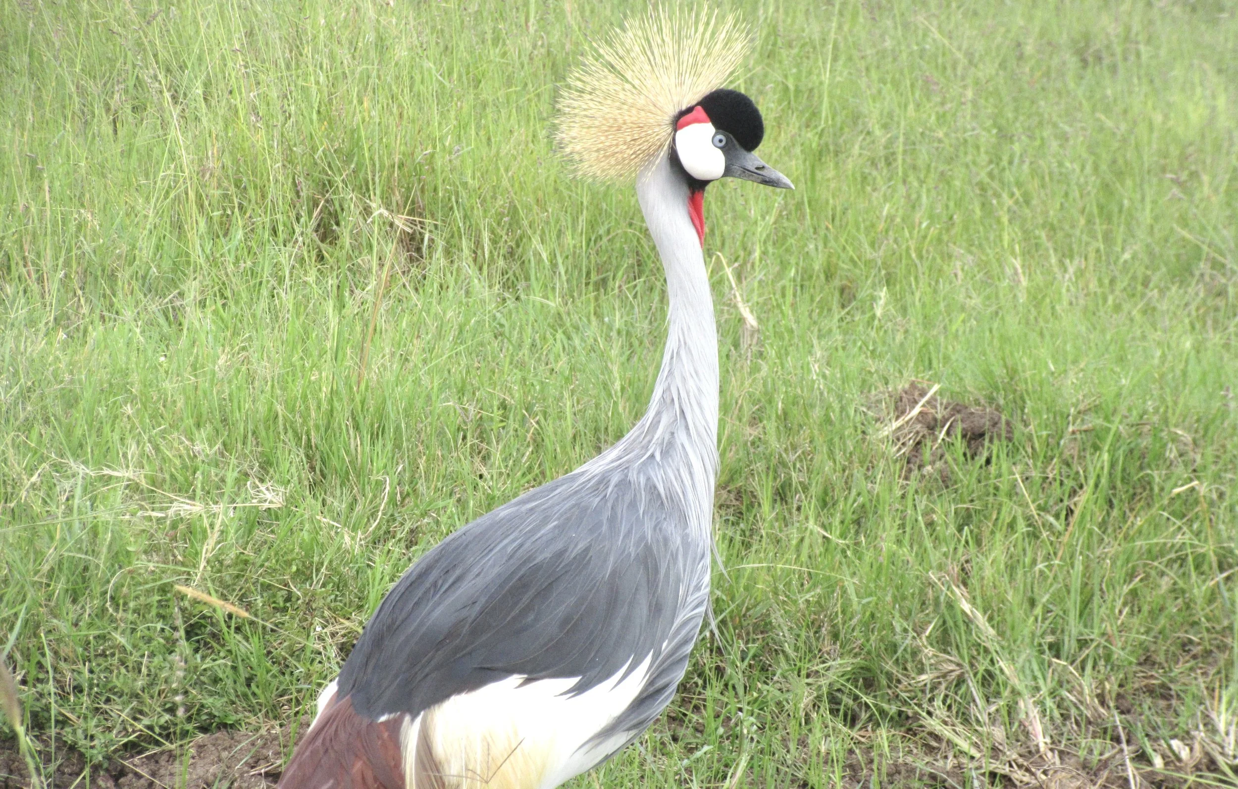Exotic bird.jpg