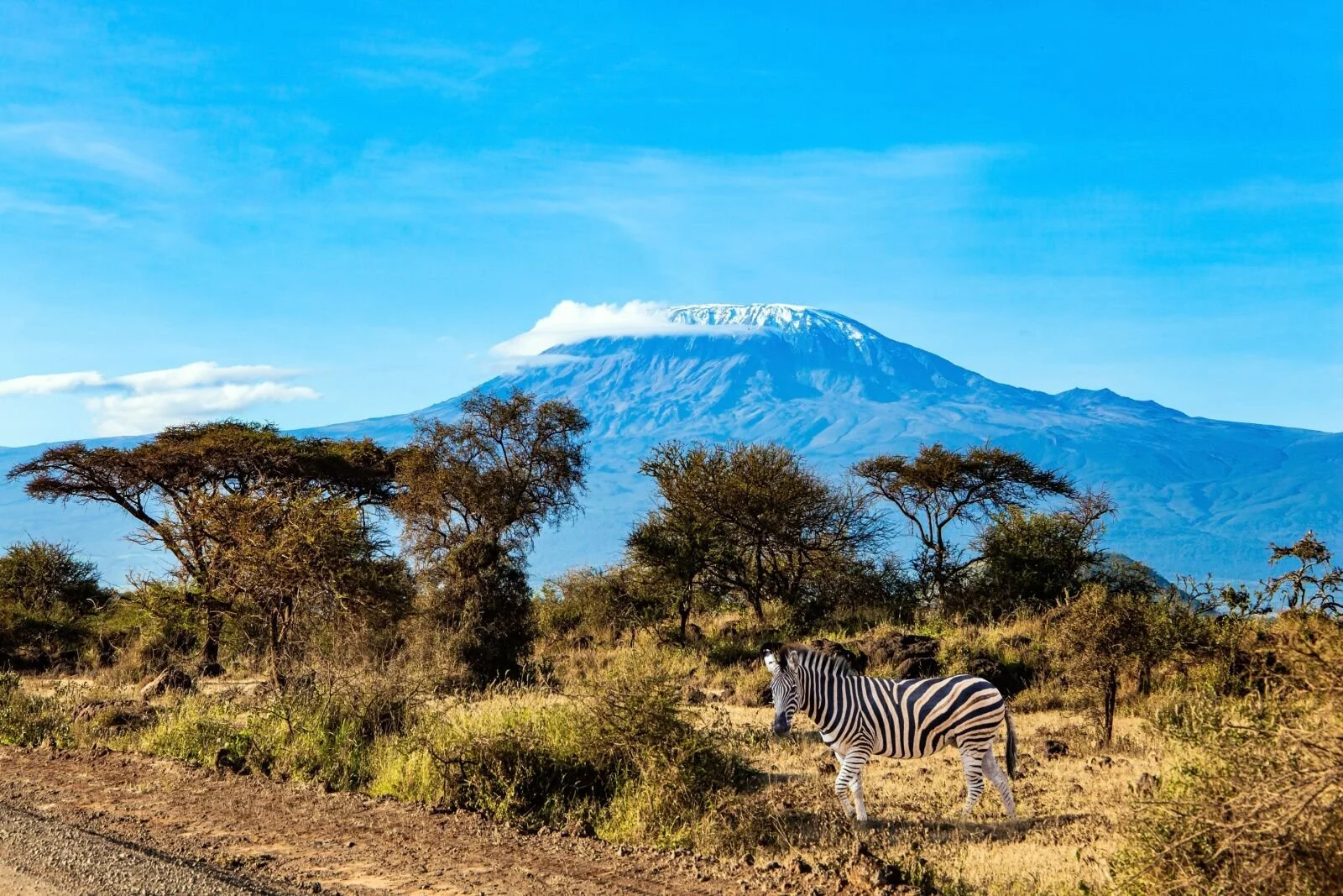 Mt Kiliminjaro with zebra.jpg