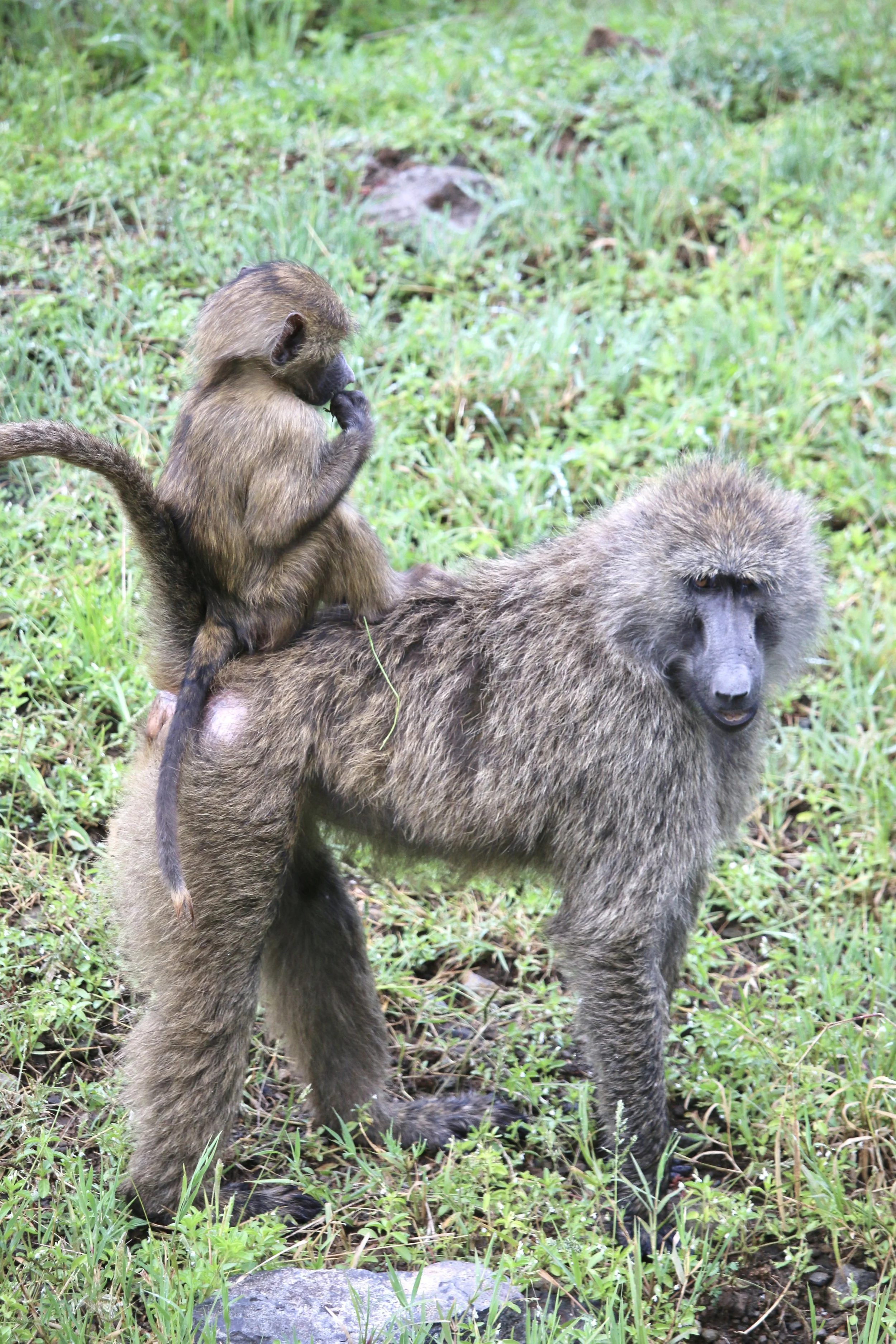 Baboon.jpg
