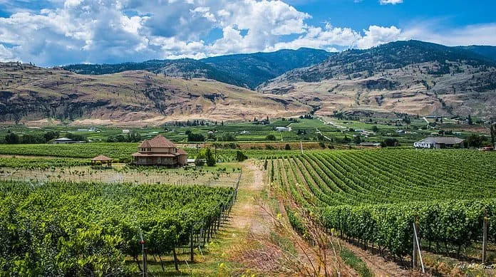 Colorado Vineyards.jpg