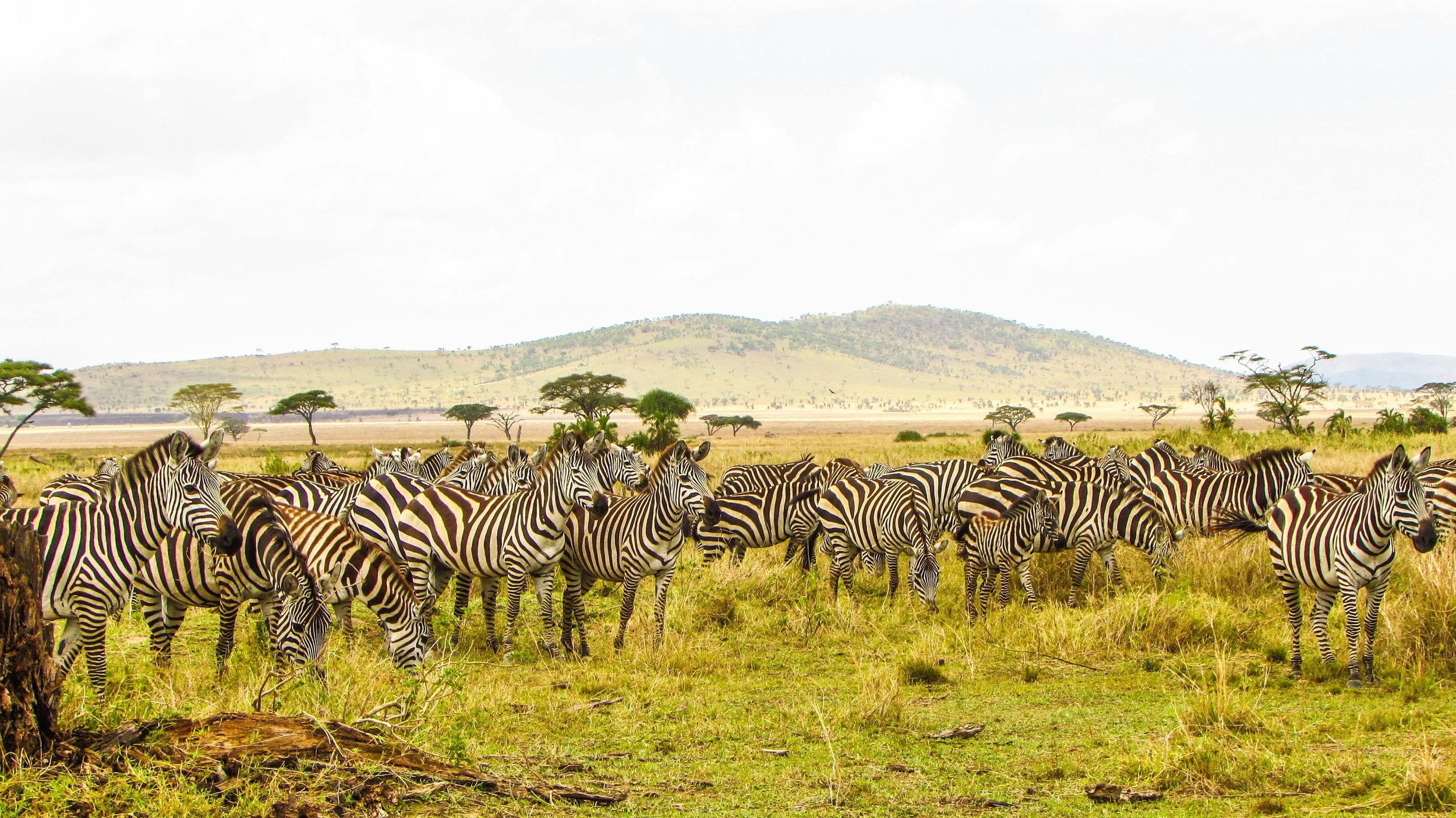 Zebra herd.jpg