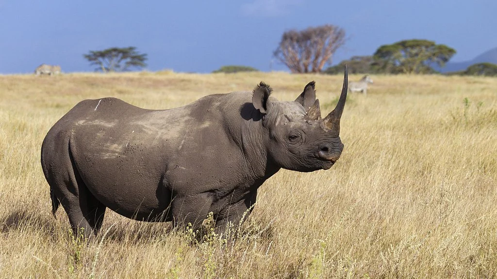 Black rhino.jpg