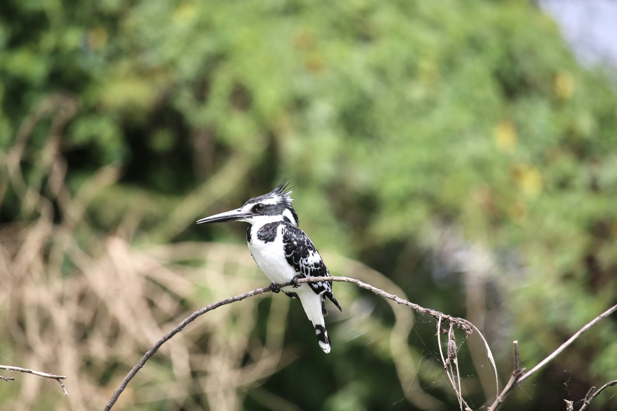 Cute bird.jpg