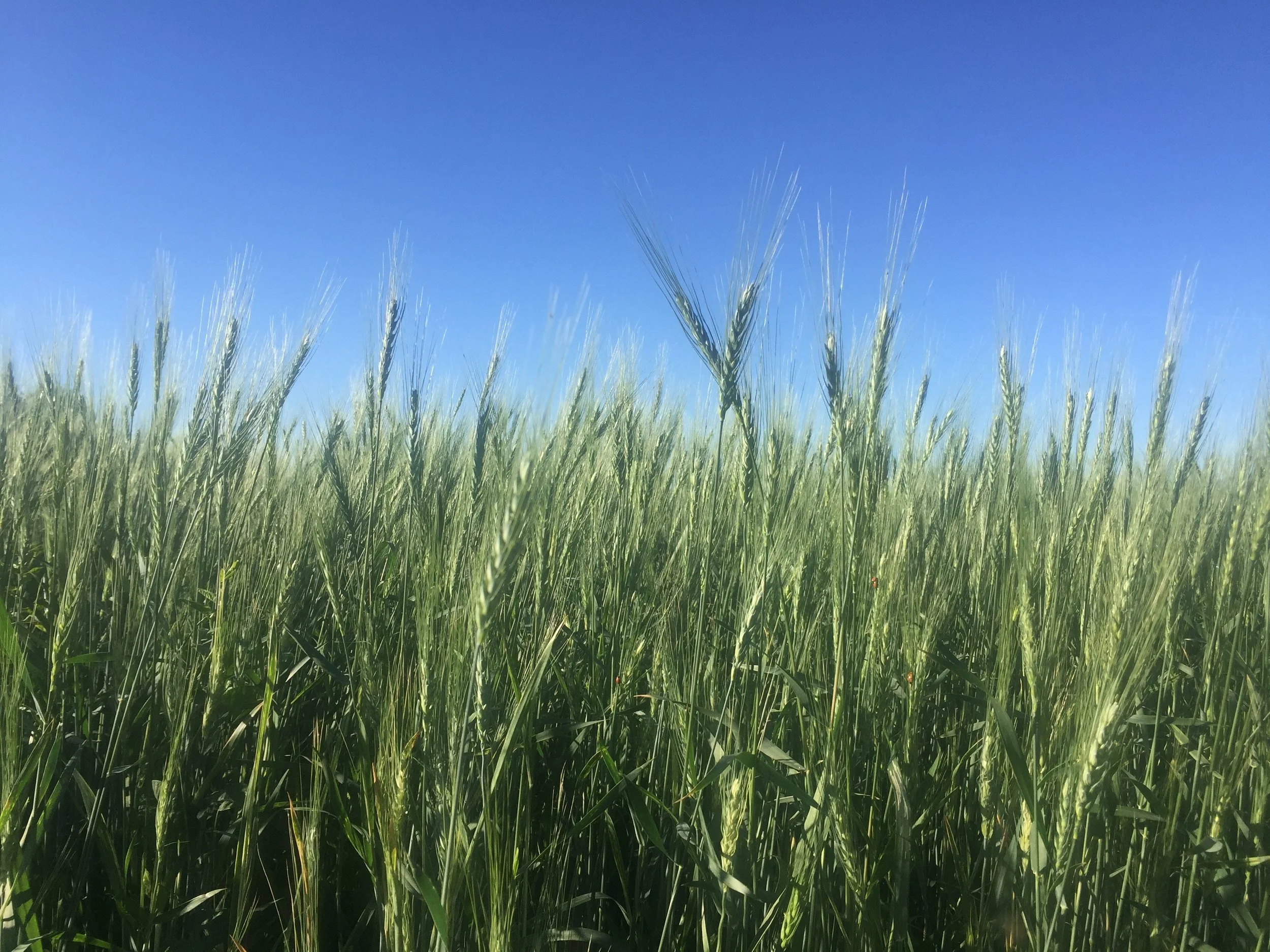 In the Field.jpg