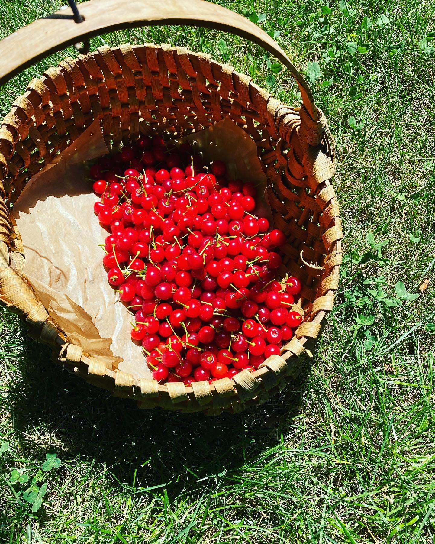 First this. Then this.  Harvest. Cook. Eat. Repeat Summertime.