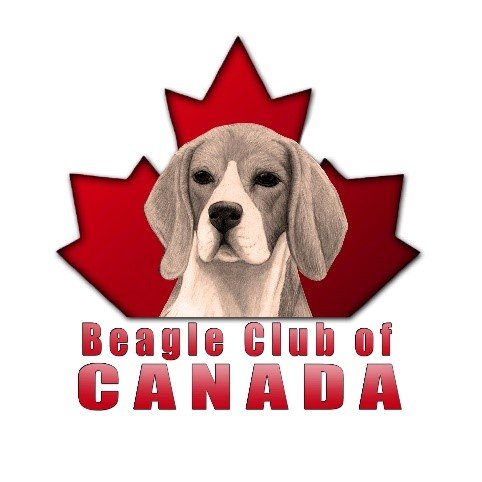 BEAGLE CLUB OF CANADA.jpg