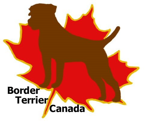 BORDER TERRIER CANADA.jpg