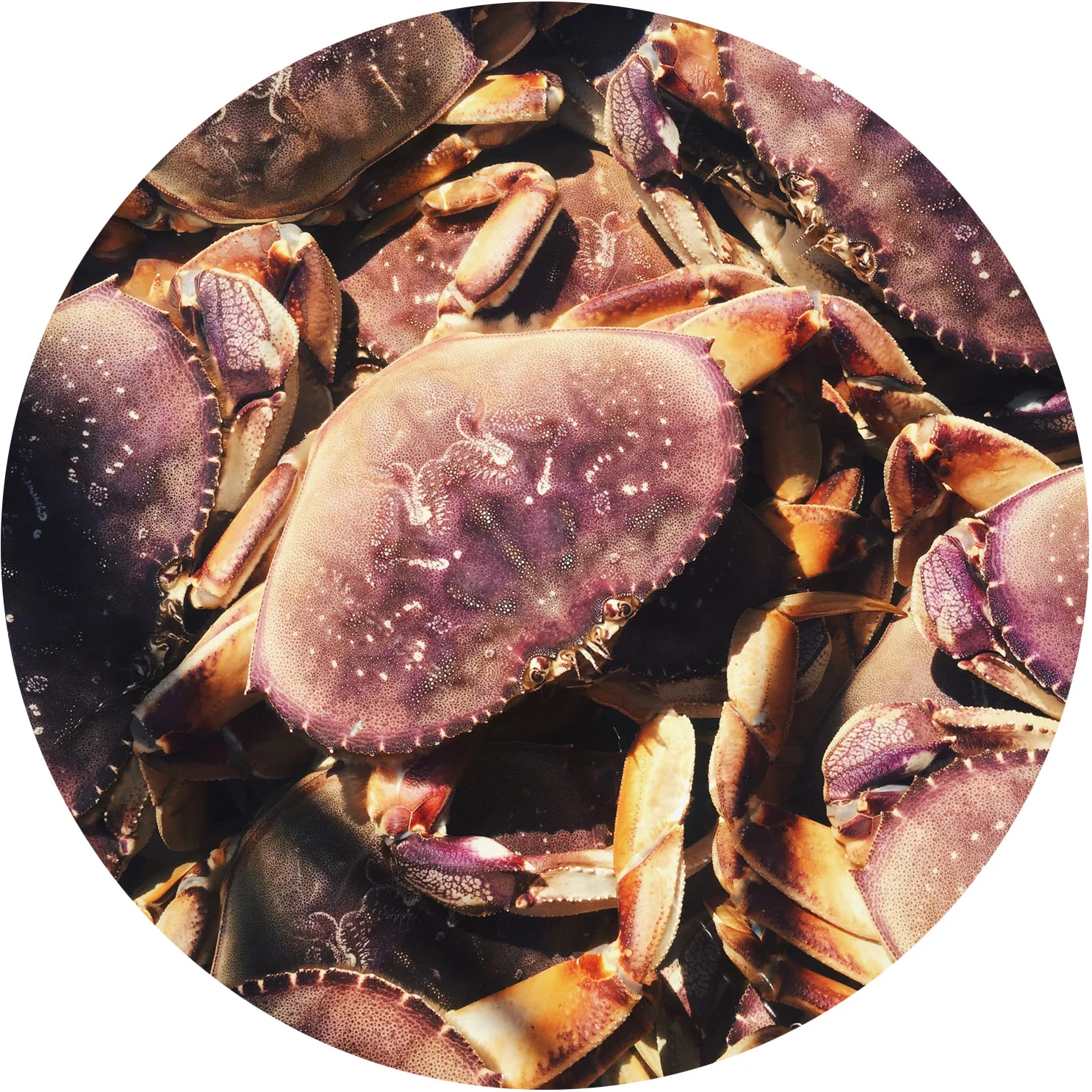 CrabsCircle.jpg