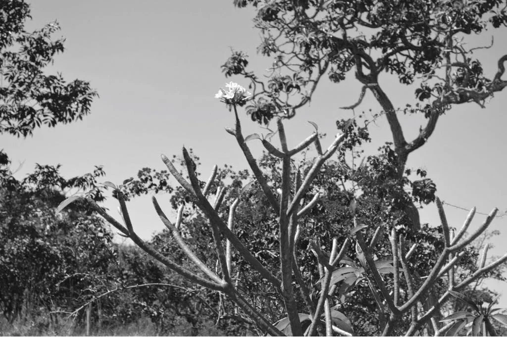 Cerrado, Pirinopolis, Brazil 2006