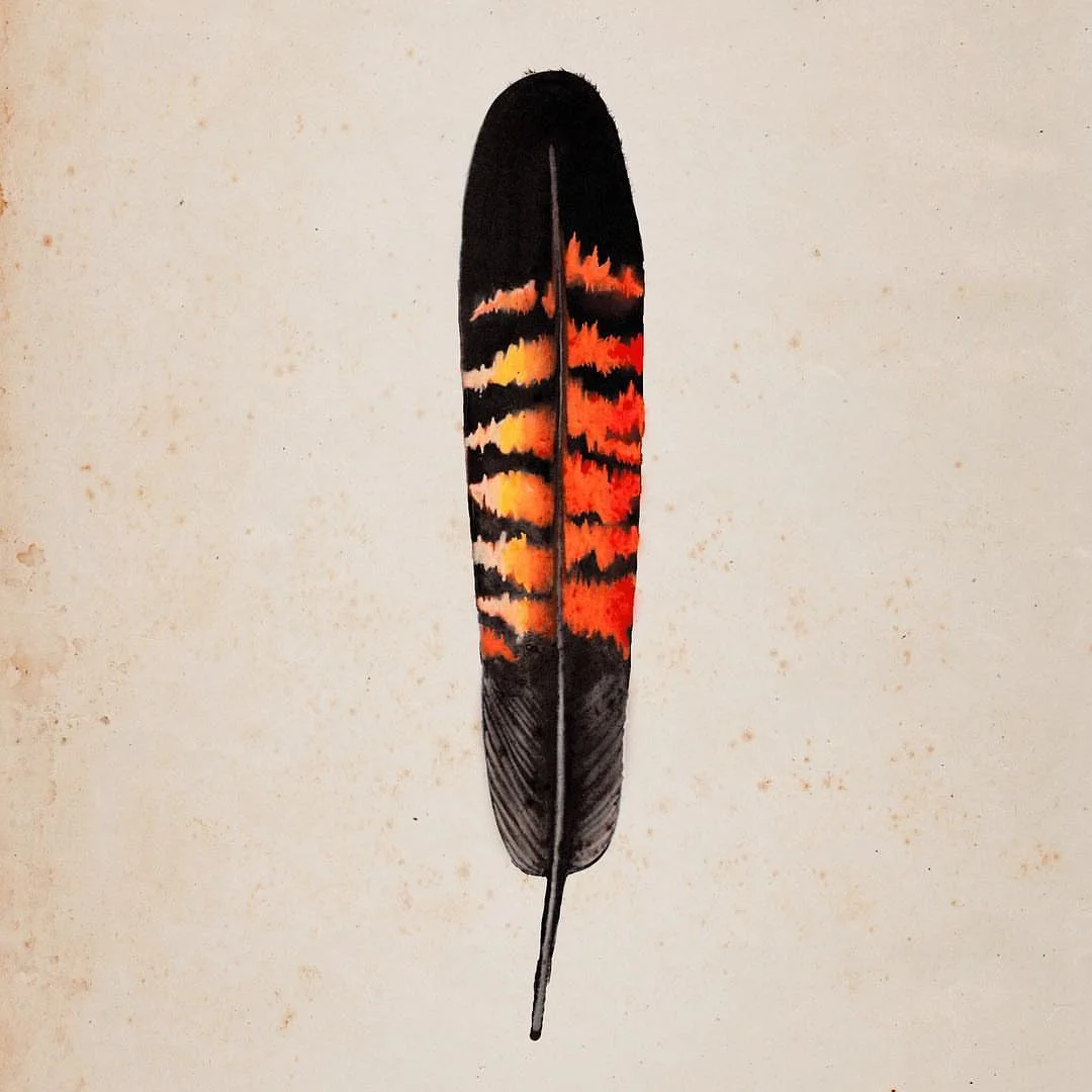 Female Red Tailed Black Cockatoo Feather