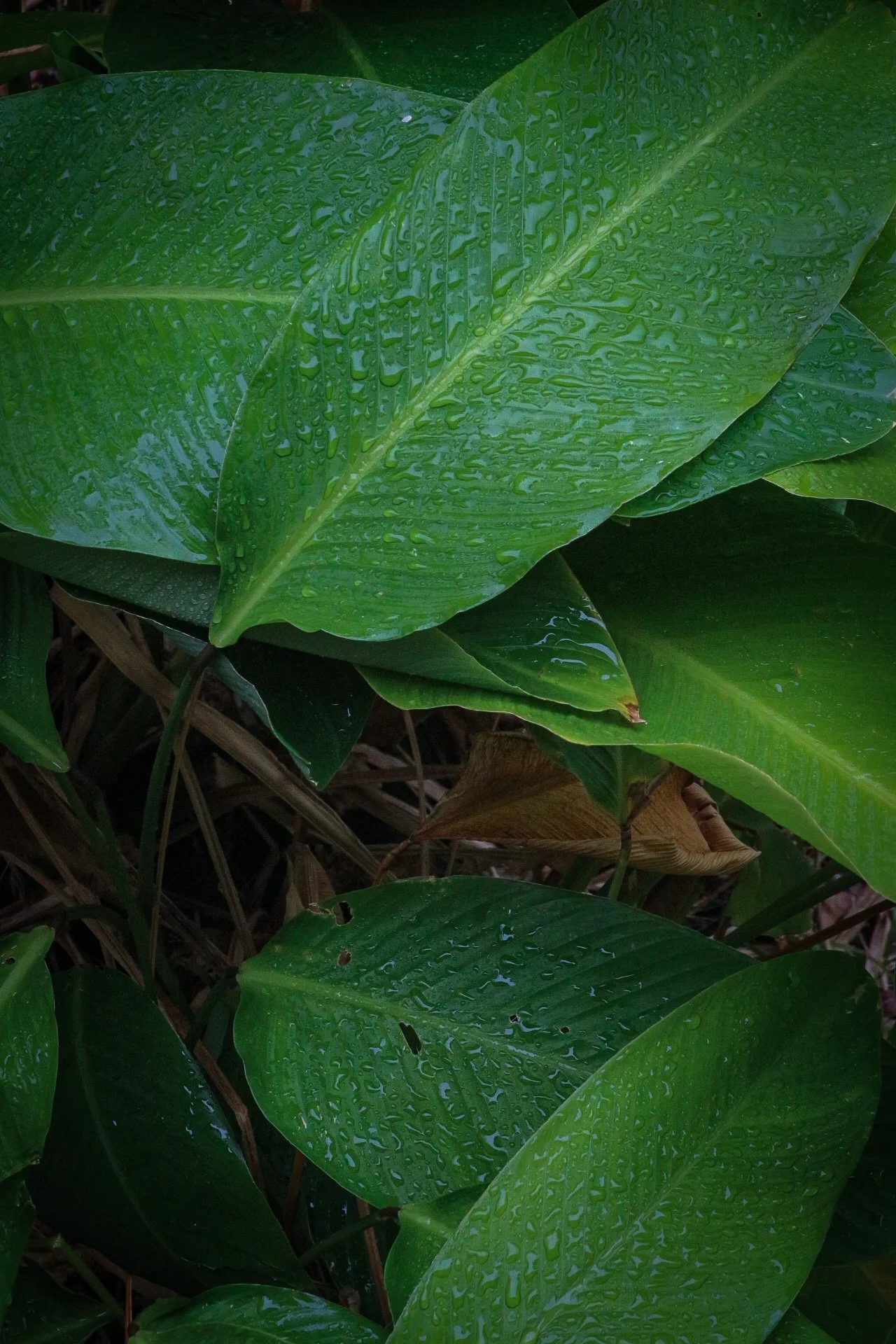 Artwork #2 - Lush Whispers by Jordan Roberson