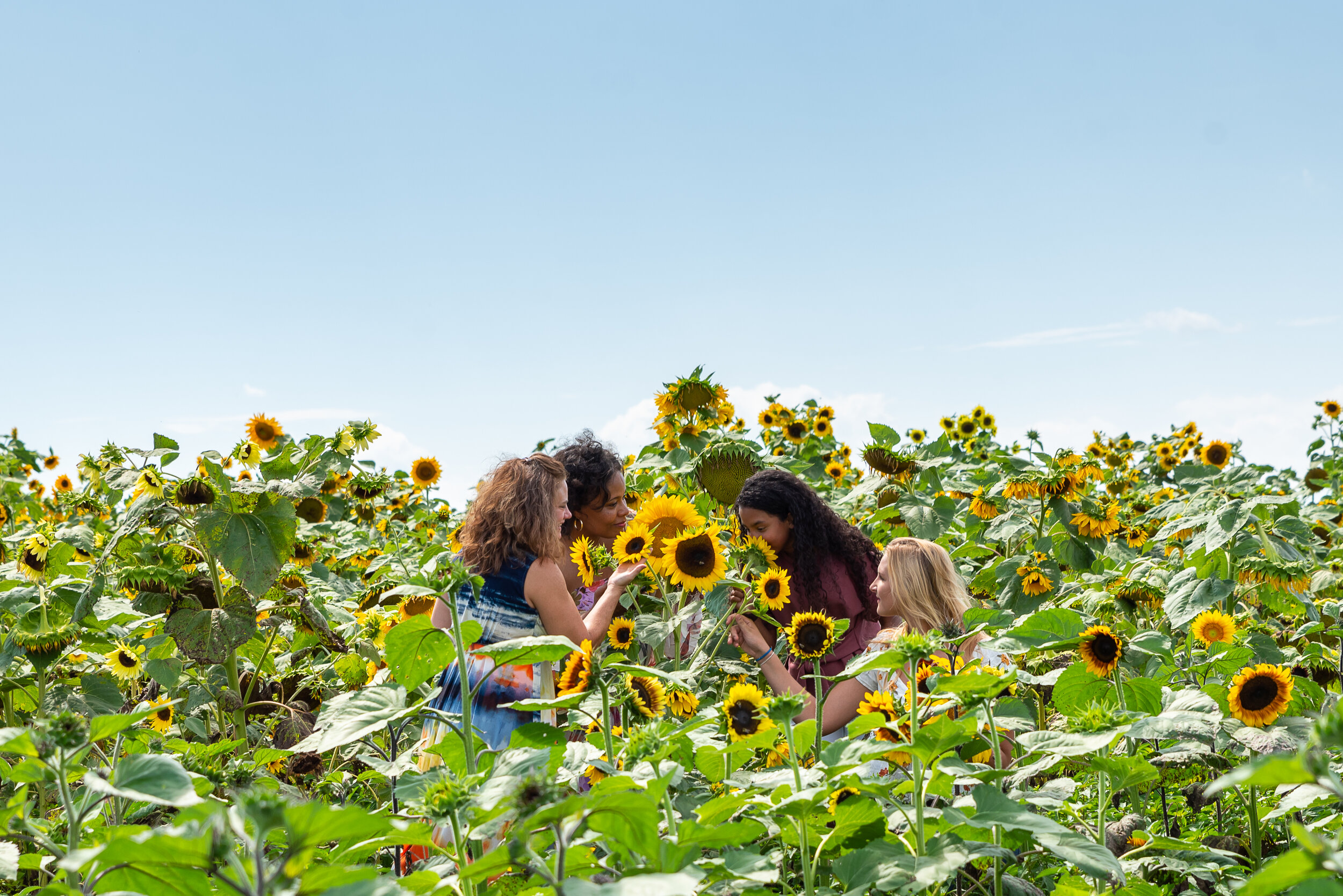 Sunflower Festival - Maple Lawn Farms, Inc. Orchards & Farm Market