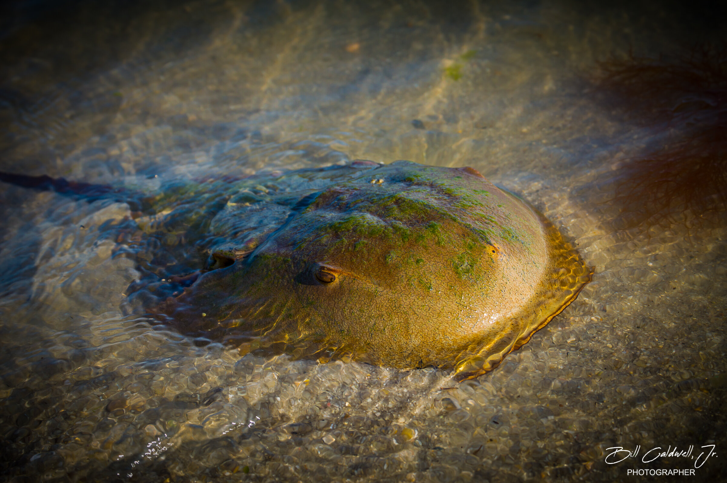Horseshoe Crab - Bethany Beach, DE