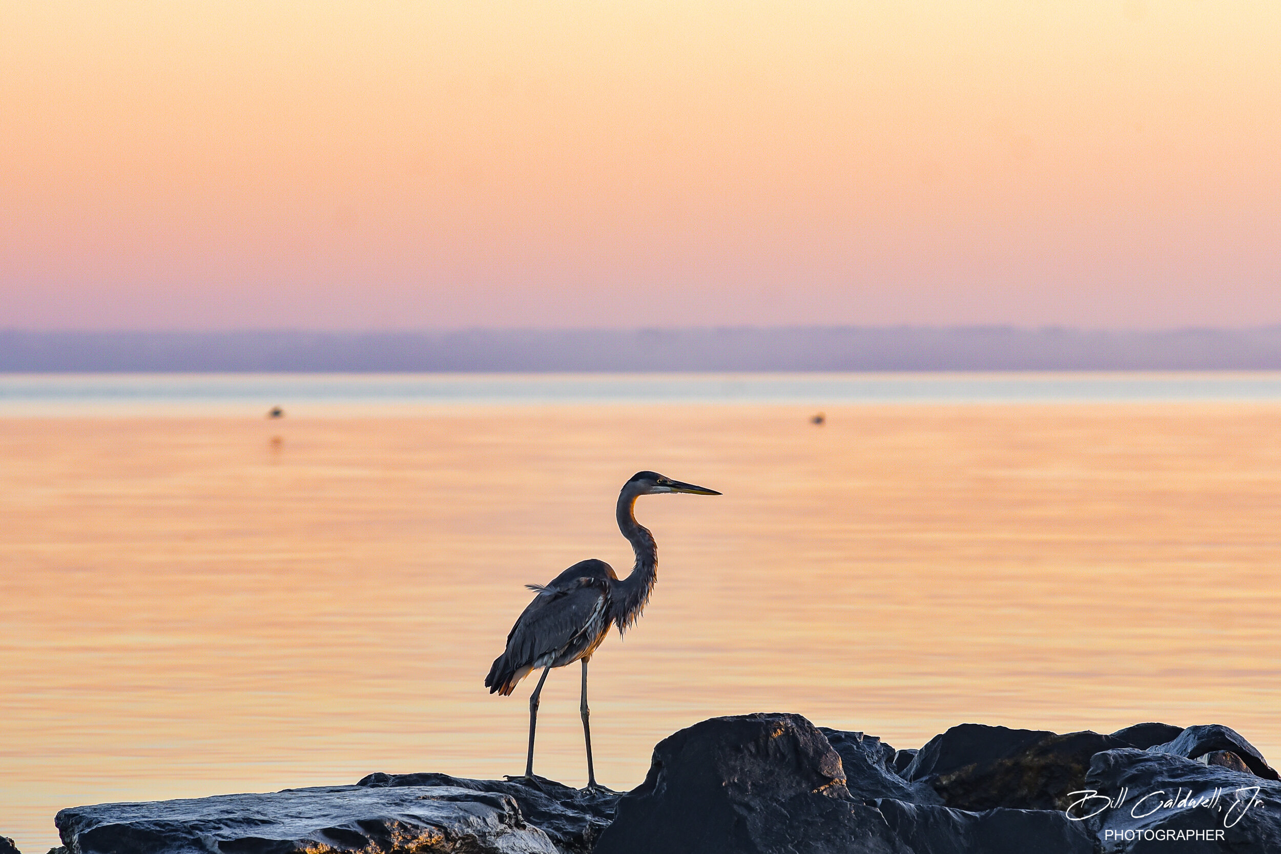 Heron at sunrise Kent Island, MD