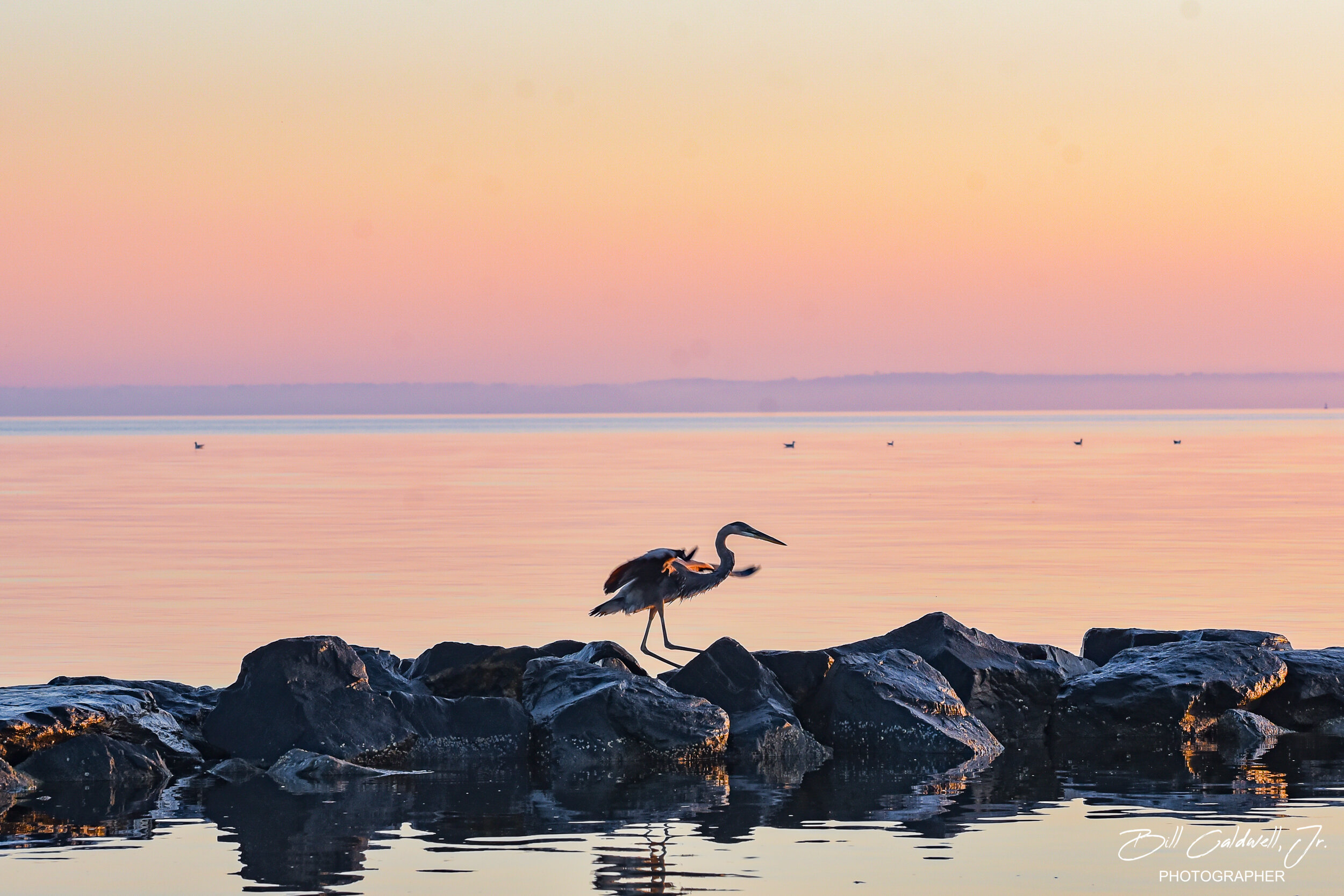 Heron hopping across the rocks, Kent Island, MD